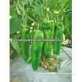 High Yield Hot Green Horn Chili Pepper Seeds For Sale-Ralls
